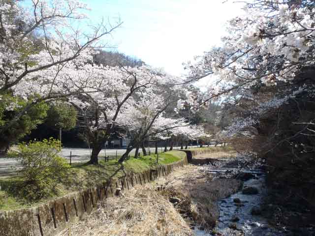 岩屋堂、春は桜-99