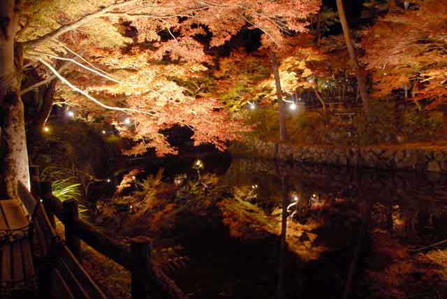 岩屋堂、紅葉ライトアップ写真99