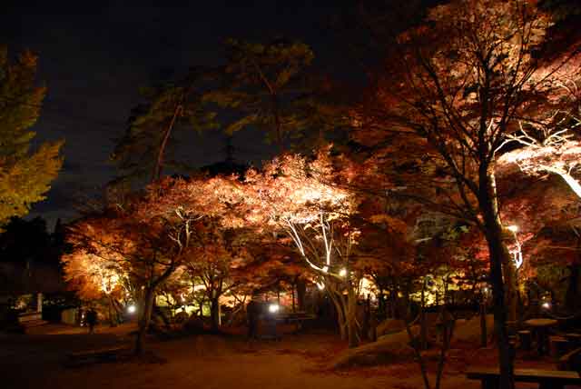 岩屋堂、公園内部の写真。ライトアップ時99